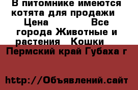 В питомнике имеются котята для продажи › Цена ­ 30 000 - Все города Животные и растения » Кошки   . Пермский край,Губаха г.